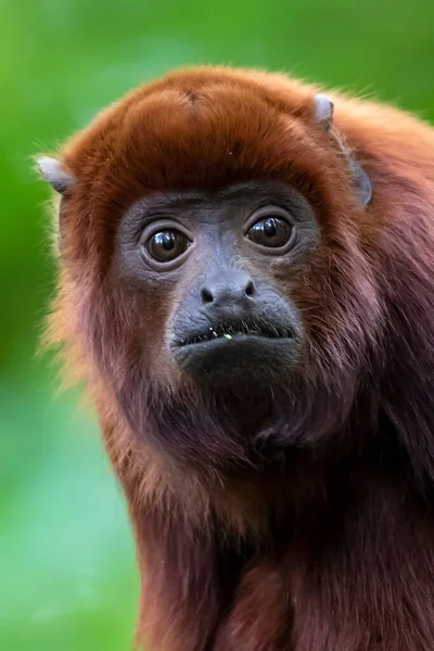 Près Singe Hurleur Rouge Alouatta Seniculus Colombien Dans Son Habitat — Photo