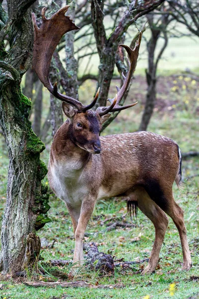 Den Europeiska Dovhjort Även Känd Som Den Gemensamma Dovhjort Eller — Stockfoto