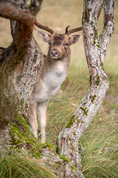 ヨーロッパの流行鹿も一般的な流行鹿または単に流行鹿として知られています — ストック写真