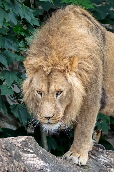 Manligt Lejon Panthera Leo Går Fallna Träd Naturlig Miljö — Stockfoto