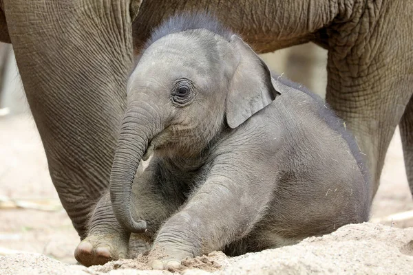 Bonito Bebê Elefante Elephas Maximus Por Mãe Patas Elefante — Fotografia de Stock