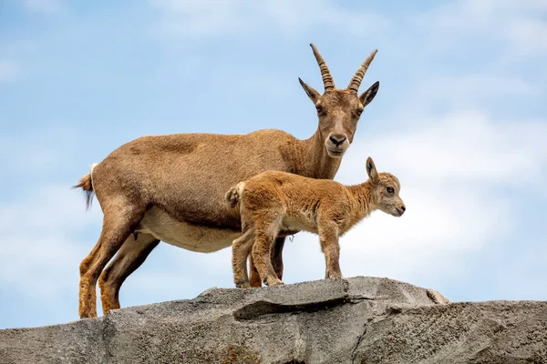Alpine Ibex Capra Ibex Mother Child Animals Rock — Stock Photo, Image