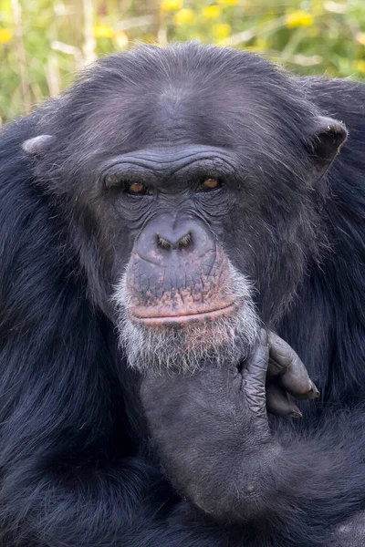 チンパンジー トログロダイテス が手で頭を持ち — ストック写真