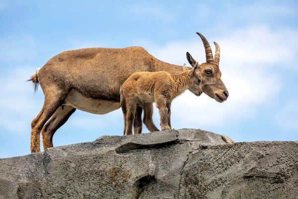 Mountain Goats Mother Child Animals Rock — Stock Photo, Image