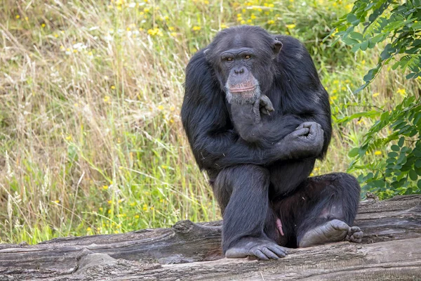 Chimpansee Pan Troglodieten Zittend Groen Tafereel Met Hand Hand — Stockfoto