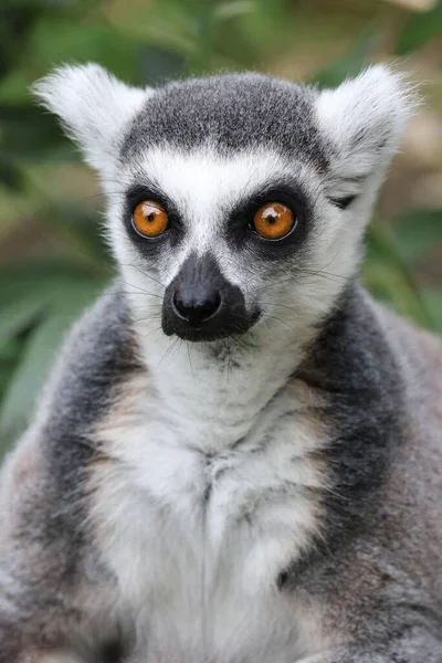Close Tiro Lemur Ring Tail Com Vegetação Fundo — Fotografia de Stock
