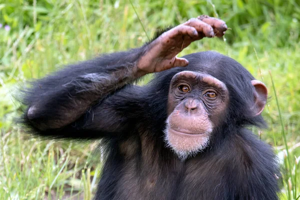 Şempanze (Pan trogloditleri) kameraya el kaldırarak bakıyor