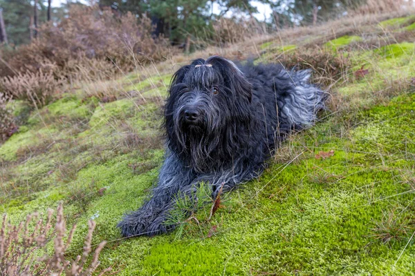 Furry Schapendoes Dog Lying Mossy Ground — Stock Photo, Image