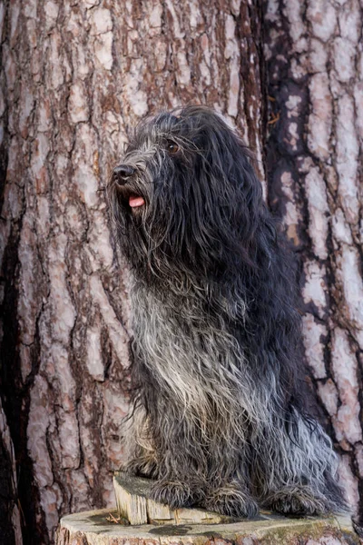 Cão Pastor Holandês Toco Pela Árvore Grande — Fotografia de Stock