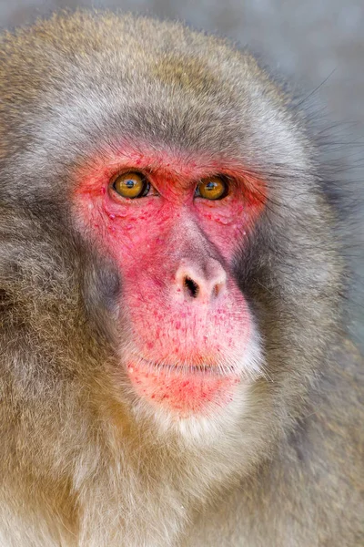 Gros Plan Macaque Japonais Macaca Fuscata Visage Rouge — Photo