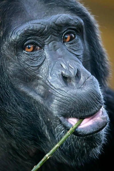 Close Shot Chimpanzee Pan Troglodytes Face Branch Mouth — Stock Photo, Image