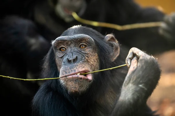 Chimpanzee Pan Troglodytes Eating Branch Close Shot — 图库照片