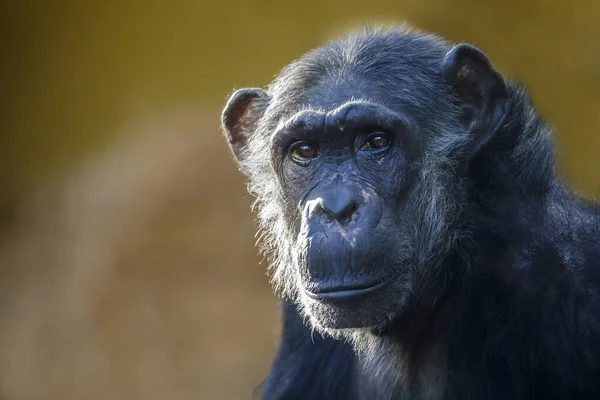 Zblízka Záběr Šimpanze Pan Troglodytů Bočním Slunečním Světle — Stock fotografie