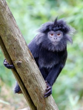 Doğu Javan langur (Trachypithecus auratus) arka planda yeşillikle ağaca tırmanıyor