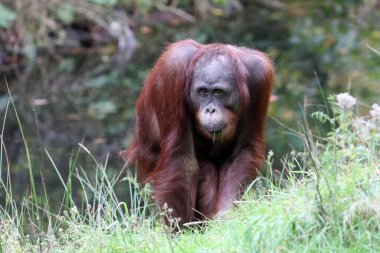 Doğal yaşam alanında Bornean orangutanı (Pongo pygmaeus) görünümü