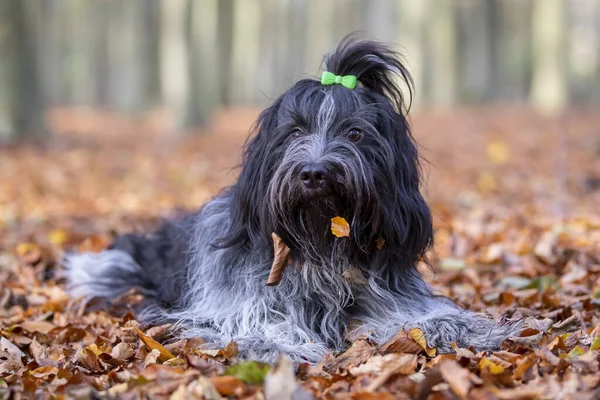 Roztomilý Holandský Ovčák Účesem Ležící Podzim Listí — Stock fotografie