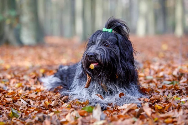 Schattig Nederlands Schapenhond Schapendo Liggend Gevallen Herfstbladeren Grond — Stockfoto