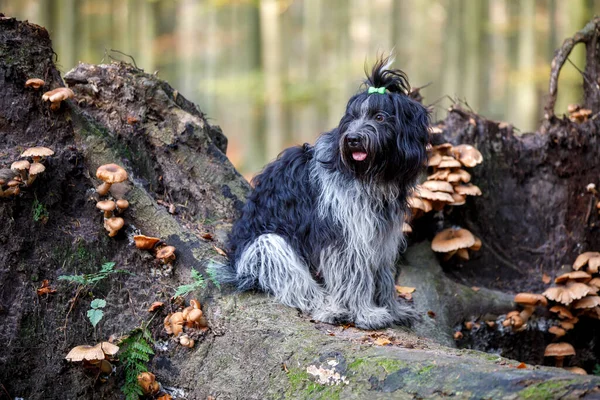 Schapendoes Hund Natürlicher Umgebung Umgeben Von Pilzen — Stockfoto