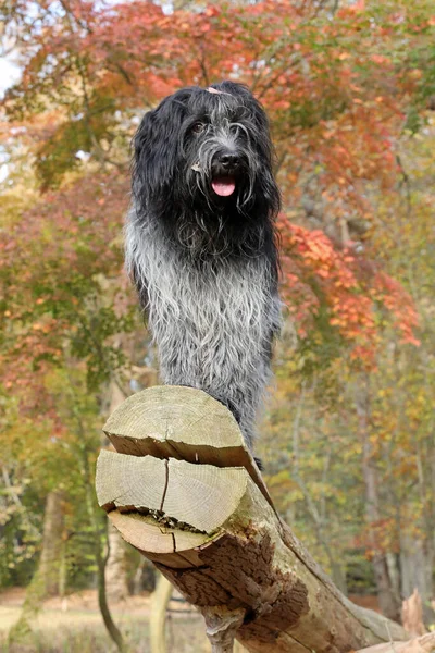 Schapendoes Hund Auf Großem Baumstamm Herbstszene — Stockfoto