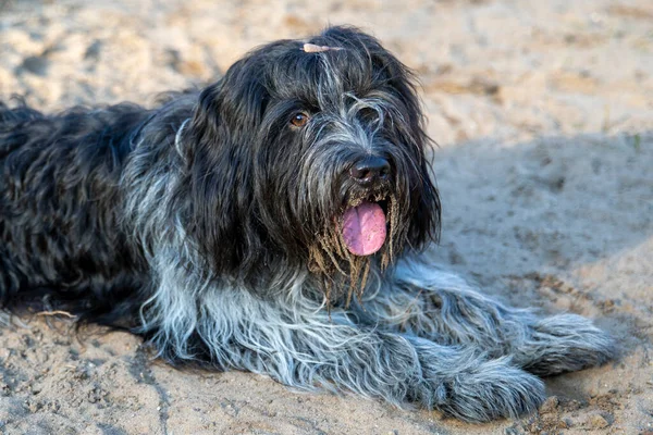 犬は地面に横たわってカメラを見ている — ストック写真