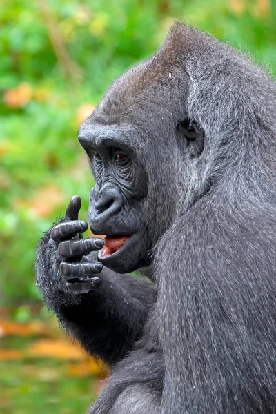 Gorille Des Basses Terres Occidentales Lécher Doigt — Photo