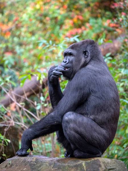 Westlicher Flachlandgorilla Sitzt Auf Felsen — Stockfoto