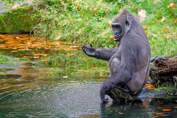 Western Lowland Gorilla Lago Jugando Con Agua — Foto de Stock