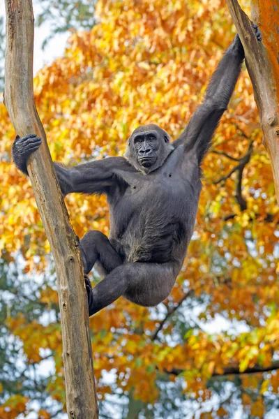 Gorilas Las Tierras Bajas Occidentales Trepando Los Árboles Otoño —  Fotos de Stock