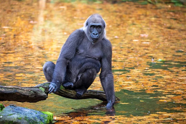 Western Lowland Gorilla Tree Branch Lake — 图库照片