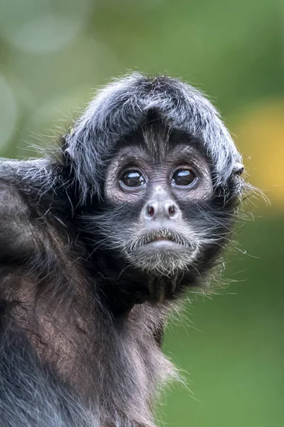 Zbliżenie Strzał Kolumbijskiej Małpy Pająka Ateles Fusciceps Rufiventris — Zdjęcie stockowe
