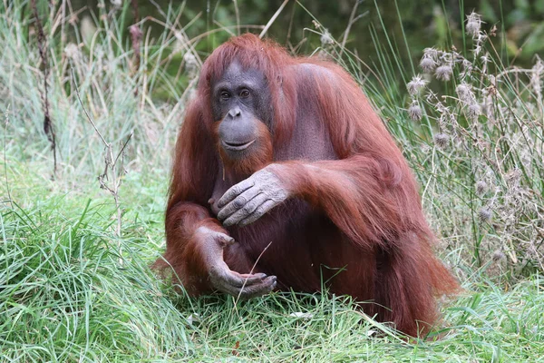 Pohled Bornean Orangutan Pongo Pygmaeus Přírodním Prostředí — Stock fotografie