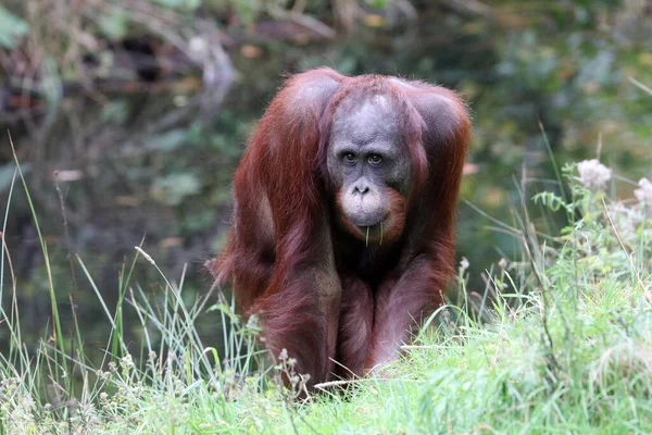 Widok Bornean Orangutan Pongo Pigmaeus Siedlisku Przyrodniczym — Zdjęcie stockowe