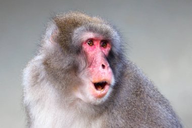 Kırmızı yüzlü bir Japon Macaque (Macaca fuscata) yakın çekim