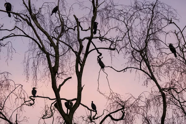 Wild Great Cormorant Phalacrocorax Carbo Perching Tree Sunset — Stock Photo, Image