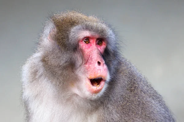 Close Macaque Japonês Macaca Fuscata Com Rosto Vermelho — Fotografia de Stock