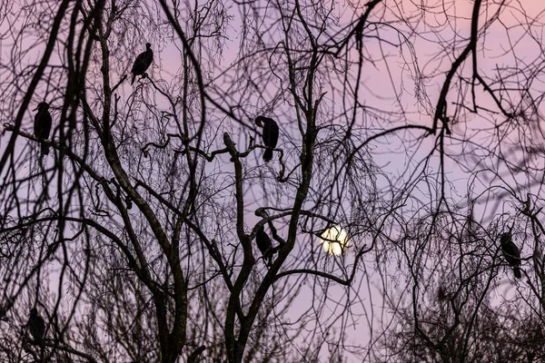 Άγριο Μεγάλο Κορμοράνο Phalacrocorax Carbo Σκαρφαλωμένο Στο Δέντρο Ηλιοβασίλεμα — Φωτογραφία Αρχείου