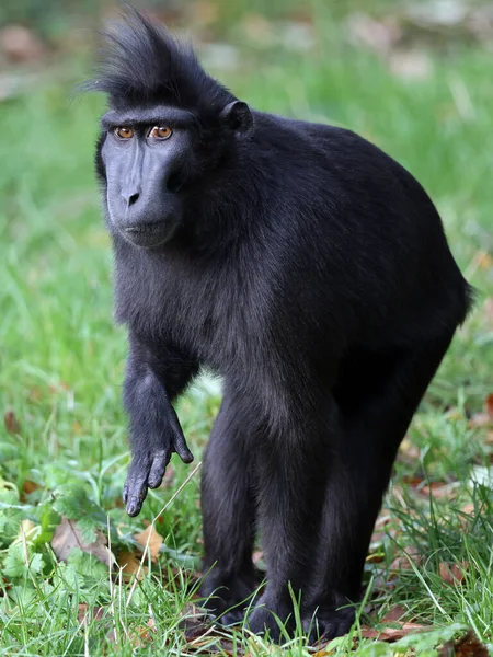 Foto Cerca Macaco Cresta Macaca Nigra — Foto de Stock