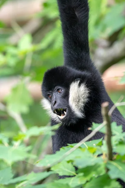 Immagine Ravvicinata Una Scimmia Gibbone Dalle Guance Bianche Del Nord — Foto Stock