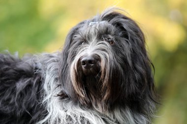 Bir Hollandalı çoban köpeğinin yakın plan portresi (Schapendos)