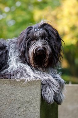 Bir Hollandalı çoban köpeğinin yakın plan portresi (Schapendos)