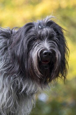 Bir Hollandalı çoban köpeğinin yakın plan portresi (Schapendos)