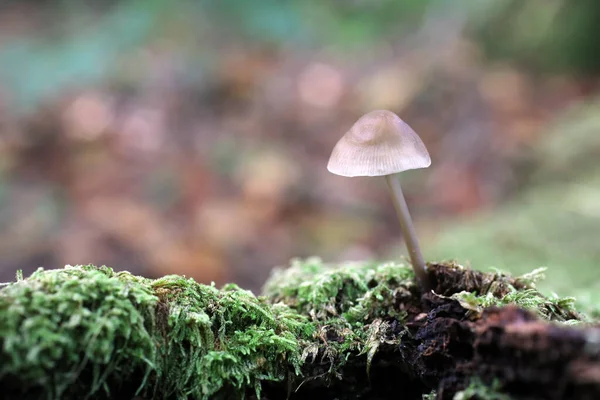 Closeup Fungus Mushroom Growing Forest — Stock Photo, Image