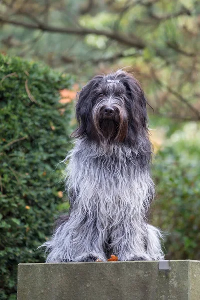 Bir Hollandalı Çoban Köpeğinin Yakın Plan Portresi Schapendos — Stok fotoğraf