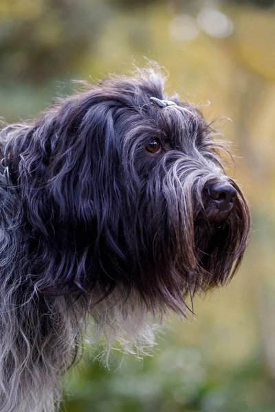 Primo Piano Ritratto Cane Pastore Olandese Schapendoes — Foto Stock