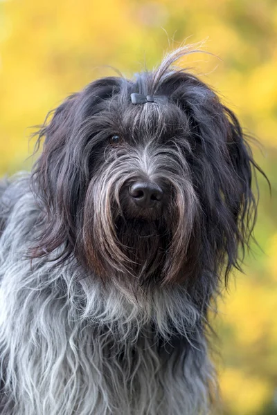 Primo Piano Ritratto Cane Pastore Olandese Schapendoes — Foto Stock