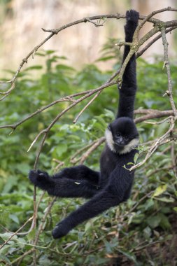 Ormandaki Kuzey beyaz yanaklı bir maymunun (Nomascus leucogenys) yakın plan görüntüsü.