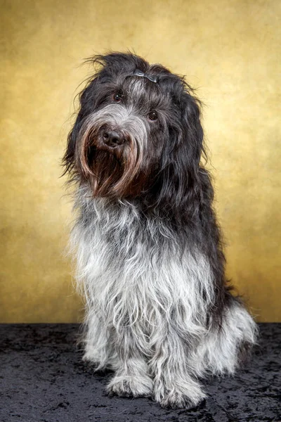 荷兰牧羊犬 Schapendo 的肖像画 — 图库照片