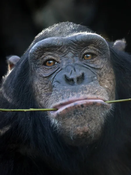 Крупным Планом Шимпанзе Пан Троглодитов Среде Обитания — стоковое фото