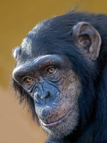 Gros Plan Chimpanzé Pan Troglodytes Dans Habitat — Photo