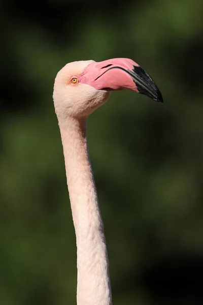 Widok Bliska Większym Flamingiem Fenicopterus Roseus — Zdjęcie stockowe